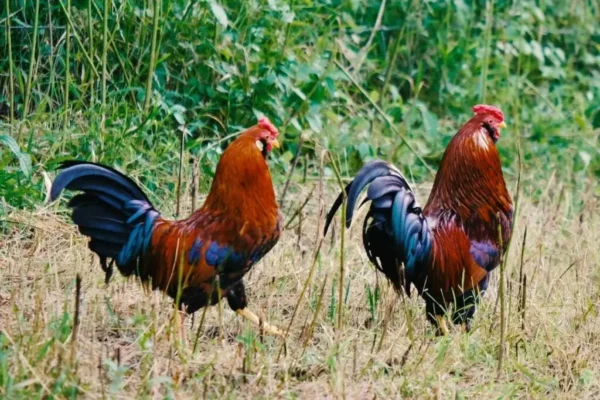 1.2kg Chicken Meat - Image 6