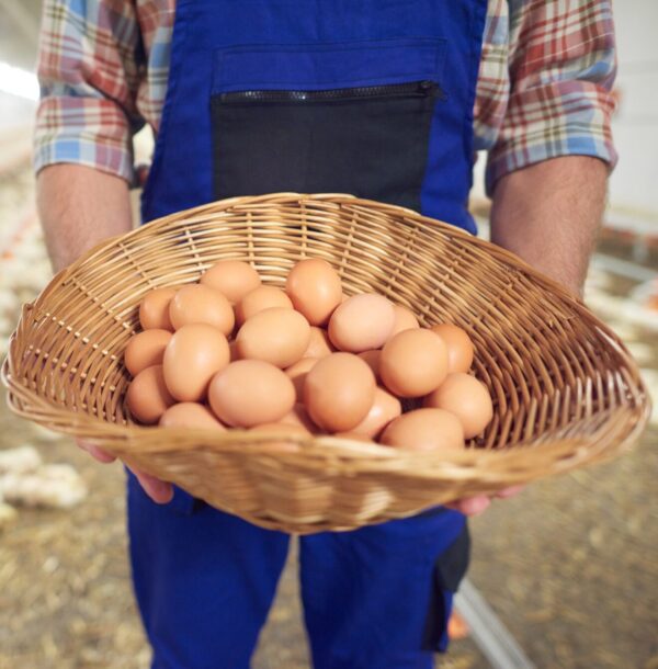 A Create of Kienyeji Eggs - Image 3